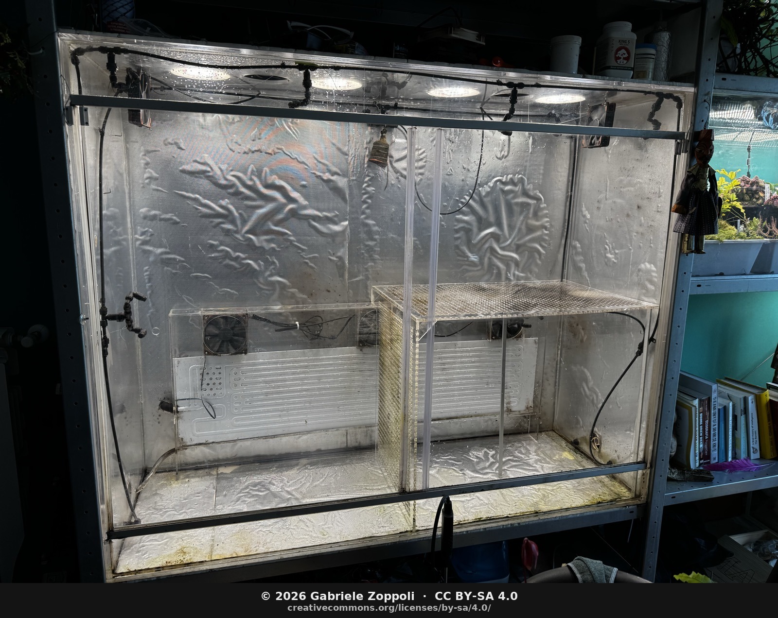 Reset state: clean walls, polycarbonate shelf back in (the *Heliamphora* tier above the pleurothallid layer below), three fans turning, ready for the collection back in.
