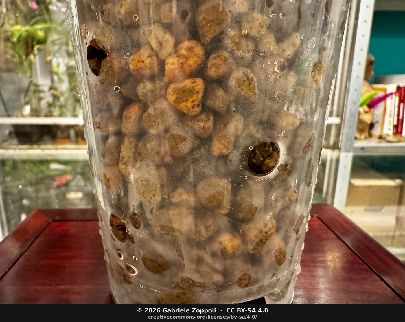 The bottom, 10 mm kiryuzuna, the coarsest grade, for fast drainage. The condensation beading inside is the moisture gauge.