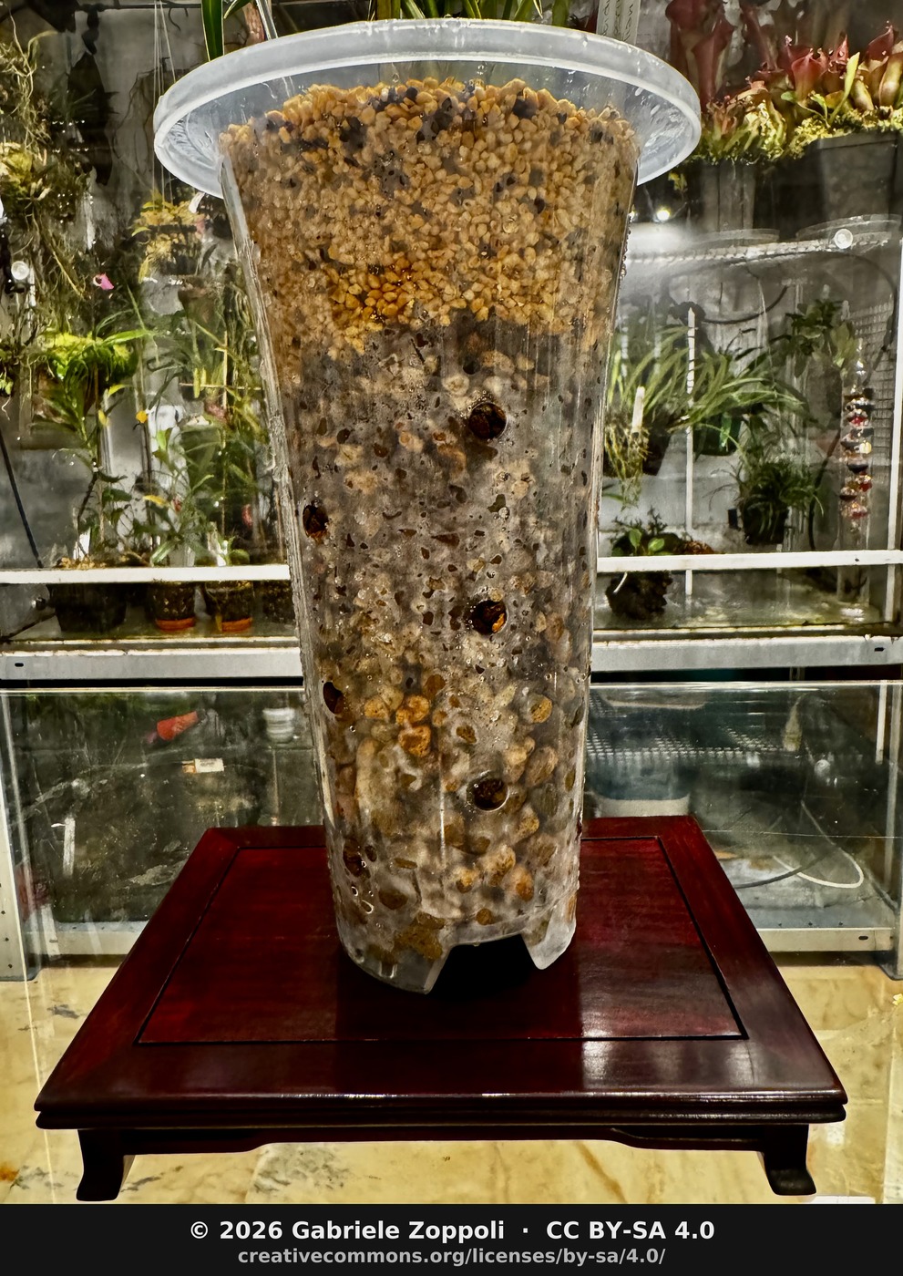 The substrate column read through the clear wall, kanuma capping the coarser grades. The plant is just above the frame.