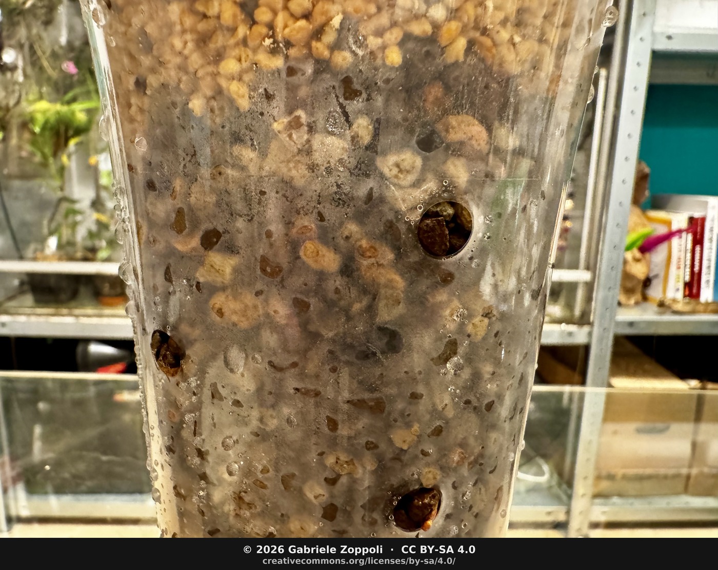 The middle, the 2–5 mm Geosism mix, mostly akadama with kiryuzuna and hyuga pumice.