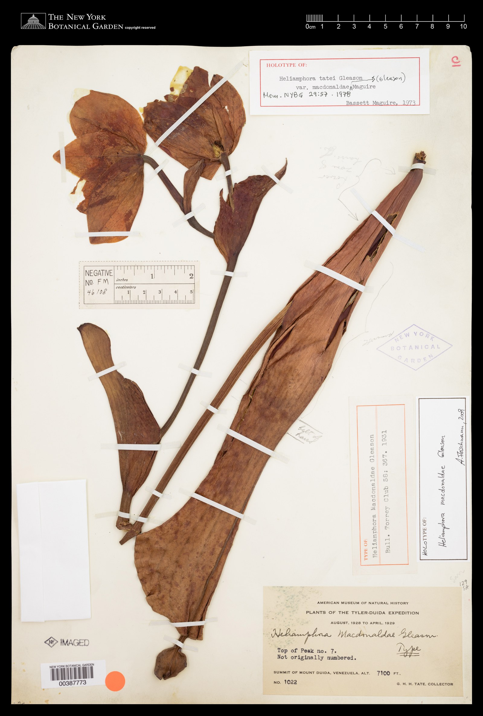 Holotype of *Heliamphora macdonaldae* Gleason — NY barcode 00387773. G. H. H. Tate, no. 1022, August 1928 – April 1929, Summit of Mount Duida, Venezuela, 7100 ft. Image: The New York Botanical Garden, William & Lynda Steere Herbarium (CC BY 4.0, via GBIF).