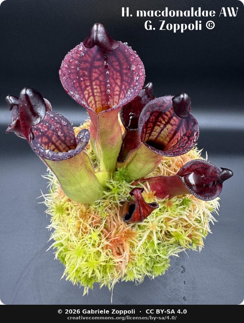 Heliamphora macdonaldae in cultivation