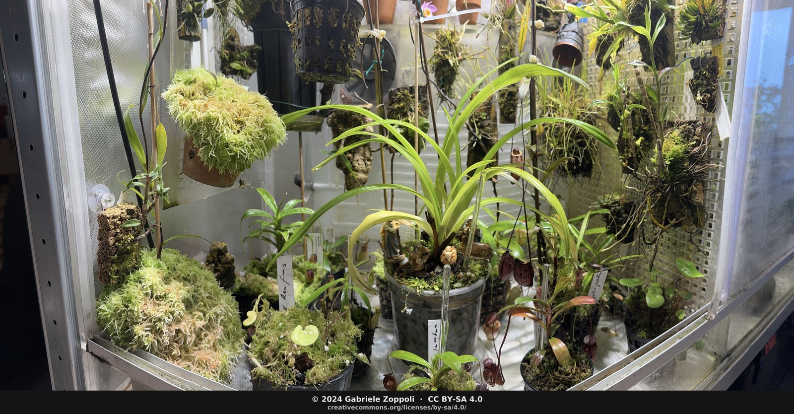 Highland terrarium