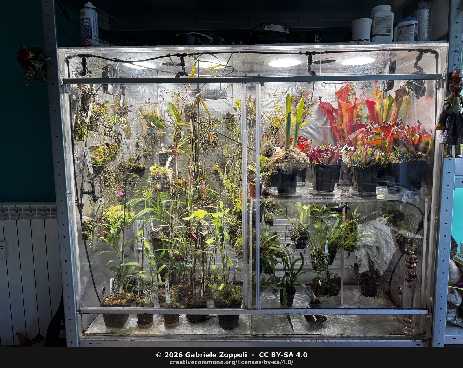 Highland terrarium