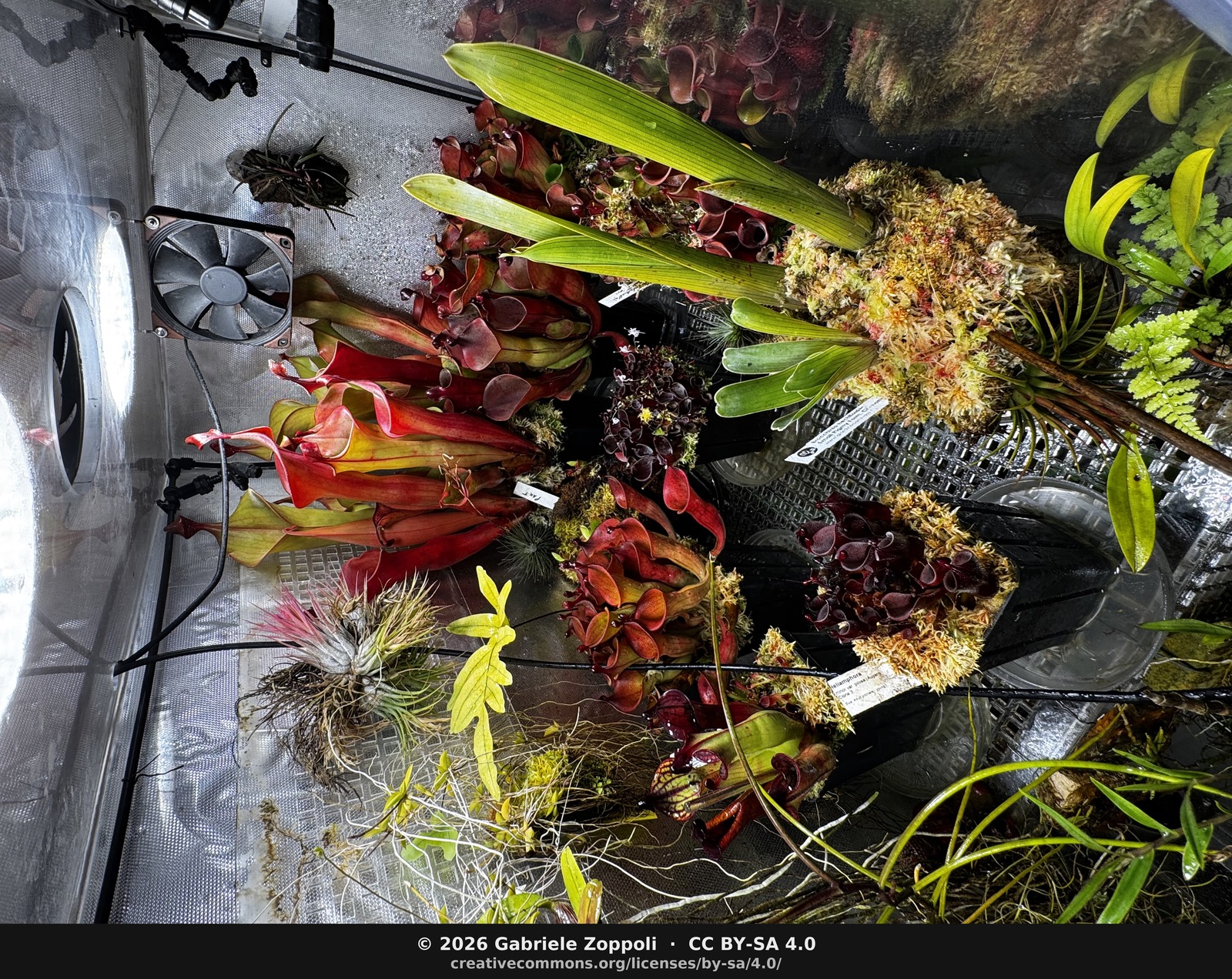 Highland terrarium