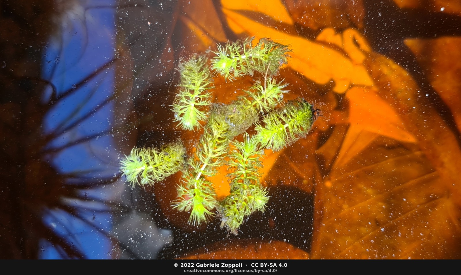 Aldrovanda vesiculosa