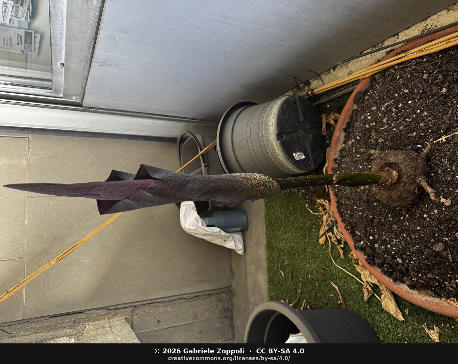 Amorphophallus konjak