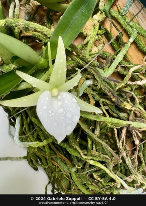 Angraecum didieri