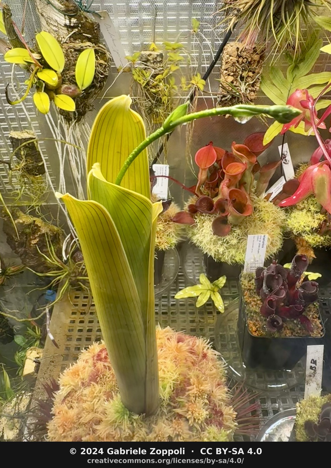 Brocchinia reducta