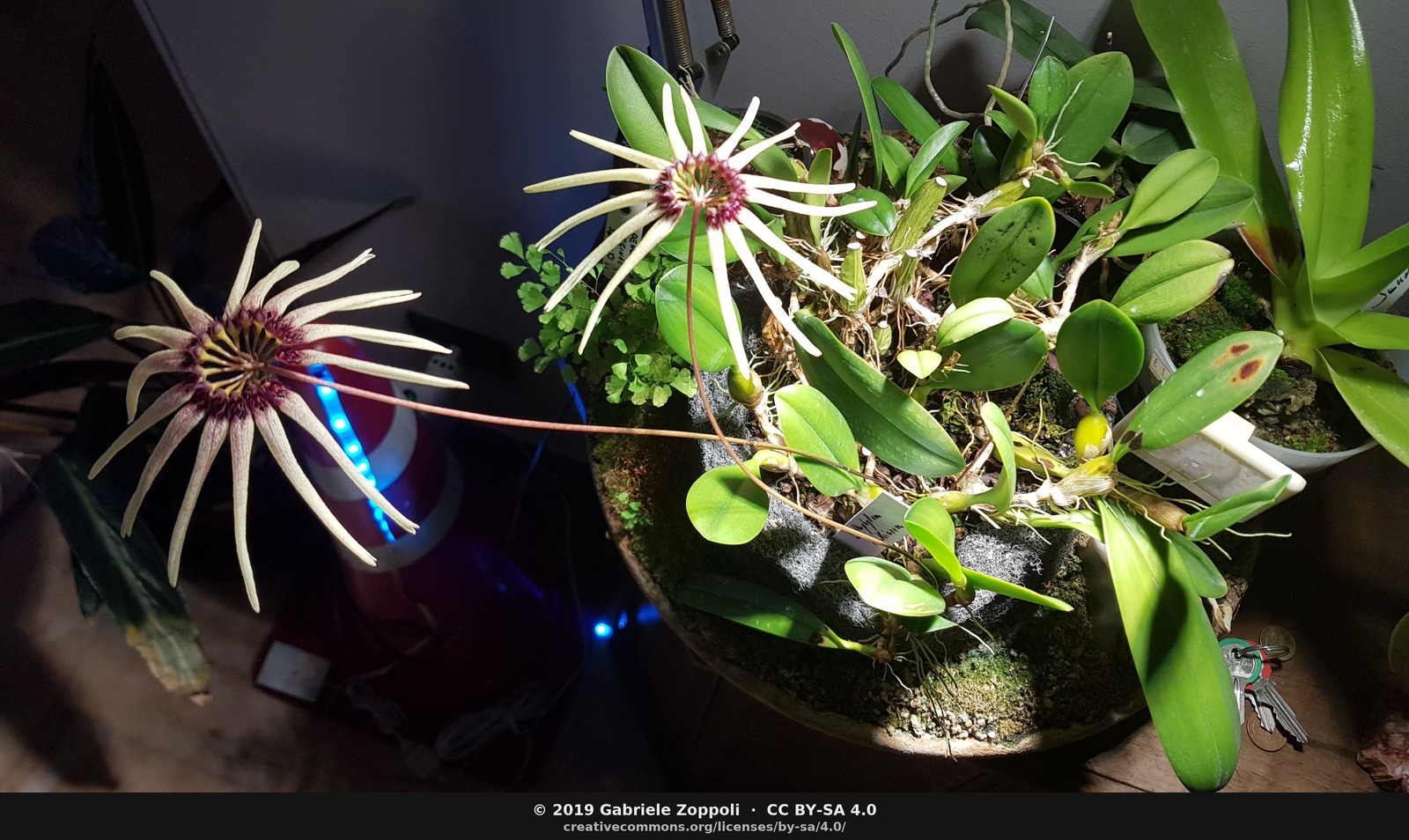 Bulbophyllum makoyanum