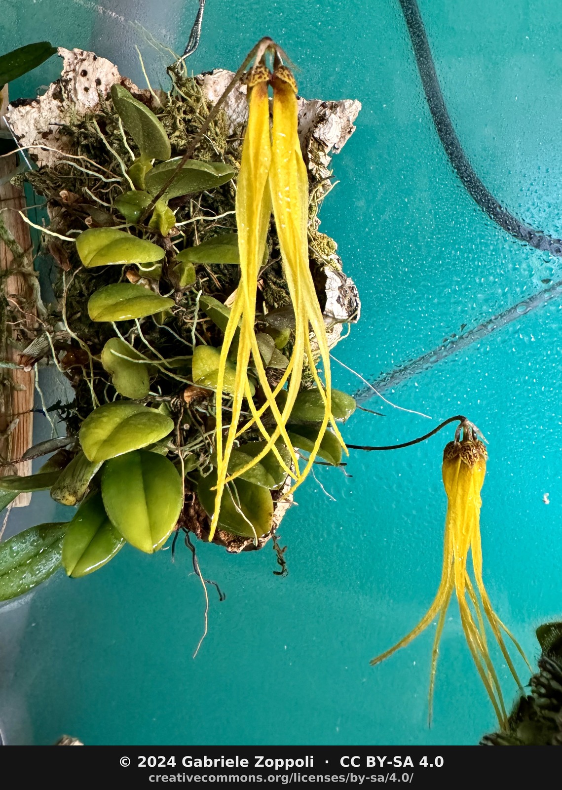 Bulbophyllum thiurum