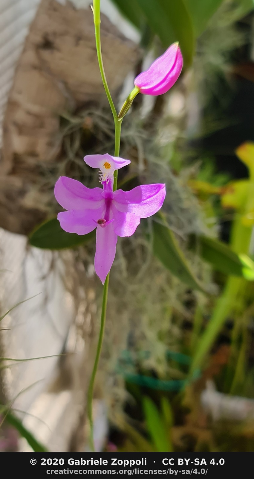 Calopogon tuberosus
