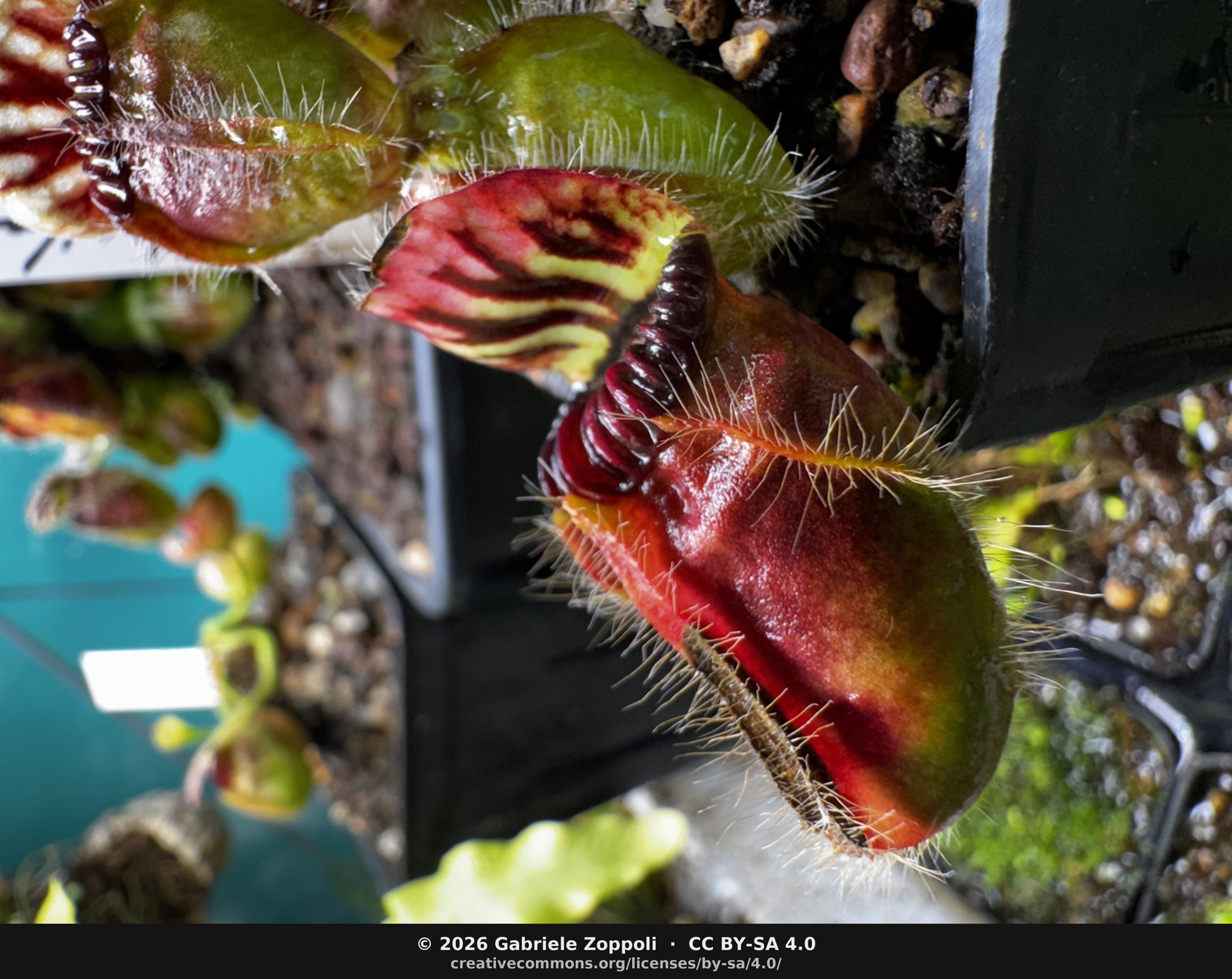 Cephalotus follicularis Eden Black