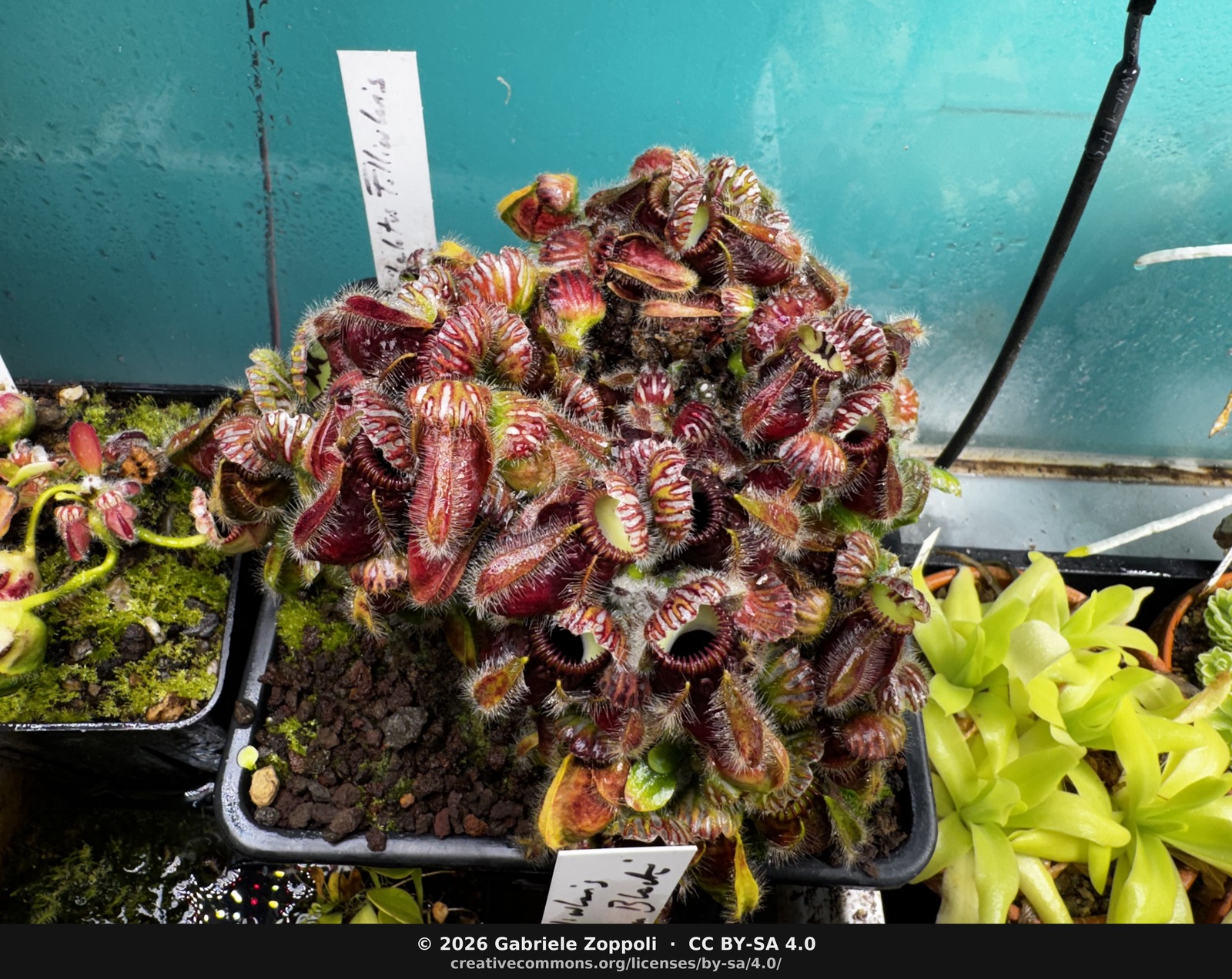 Cephalotus follicularis