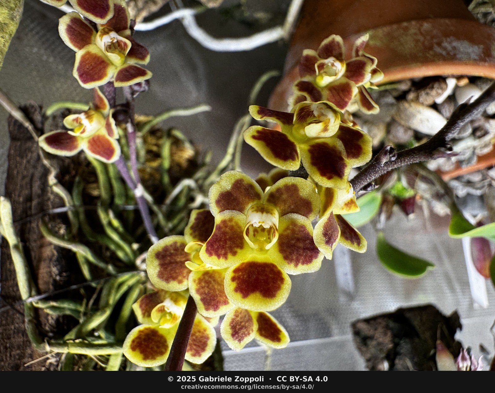 Chiloschista lunifera