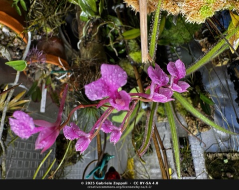 Comparettia falcata