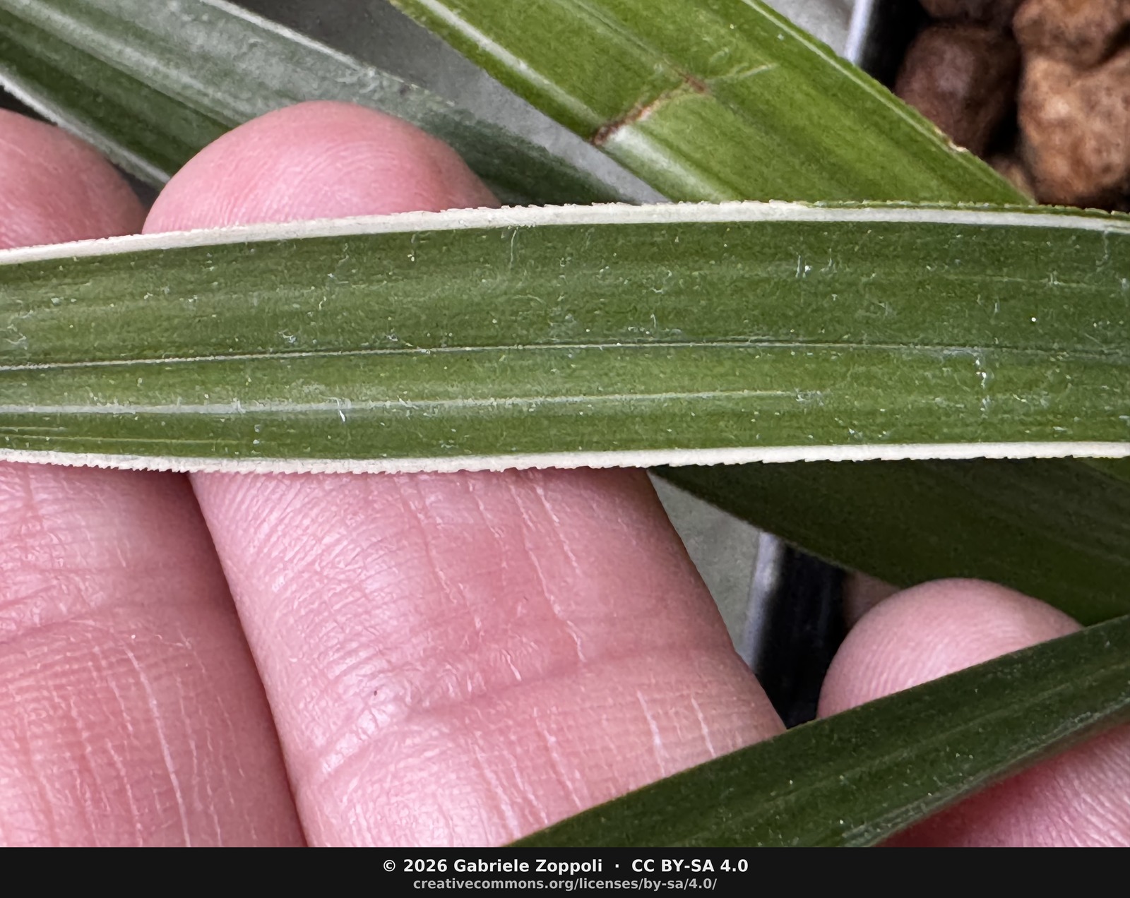 The *fukurin* margin, a cream band down a finely toothed leaf edge. This is the trait the selection is grown for.