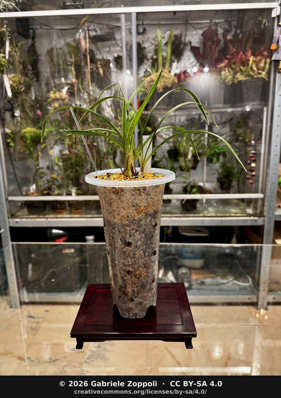 Cymbidium goeringii 'Tian Cao'