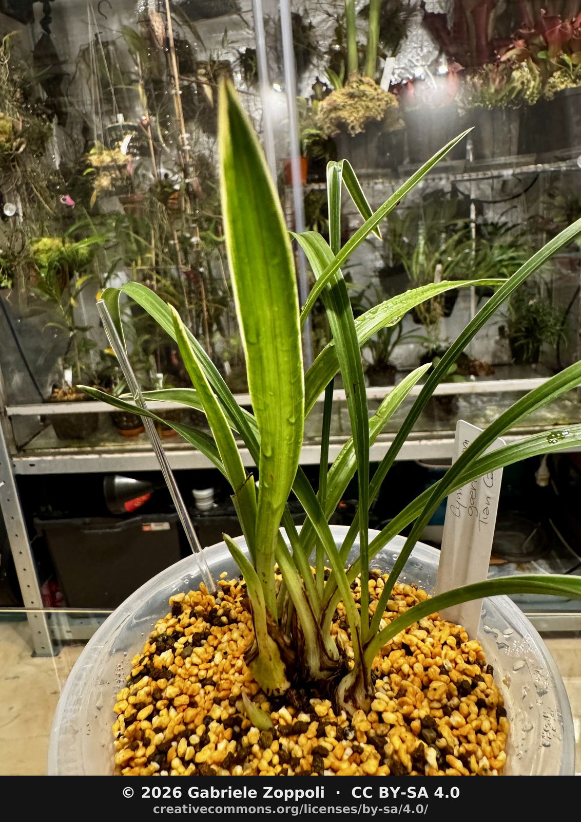 Two new growths at the base, just after watering, pseudobulbs proud of the kanuma.