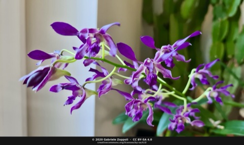 Dendrobium Betty Goto f. coerulea