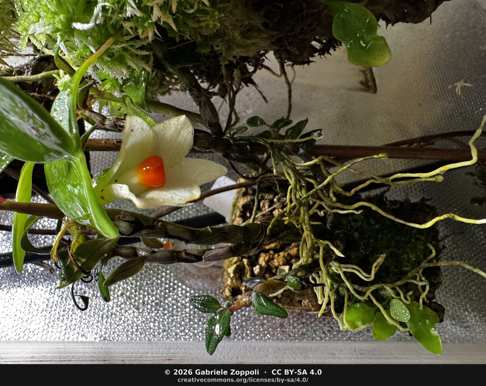 Dendrobium cuthbertsonii yellow