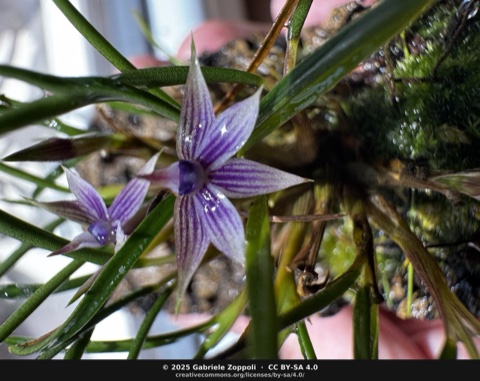 Dendrobium cyanocentrum 'Blau'
