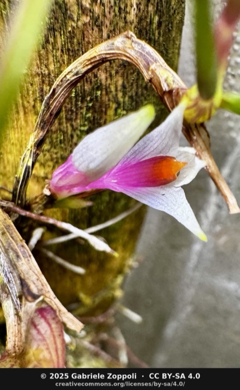Dendrobium hellwigianum