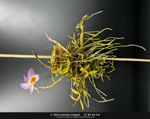 Dendrobium loddigesii