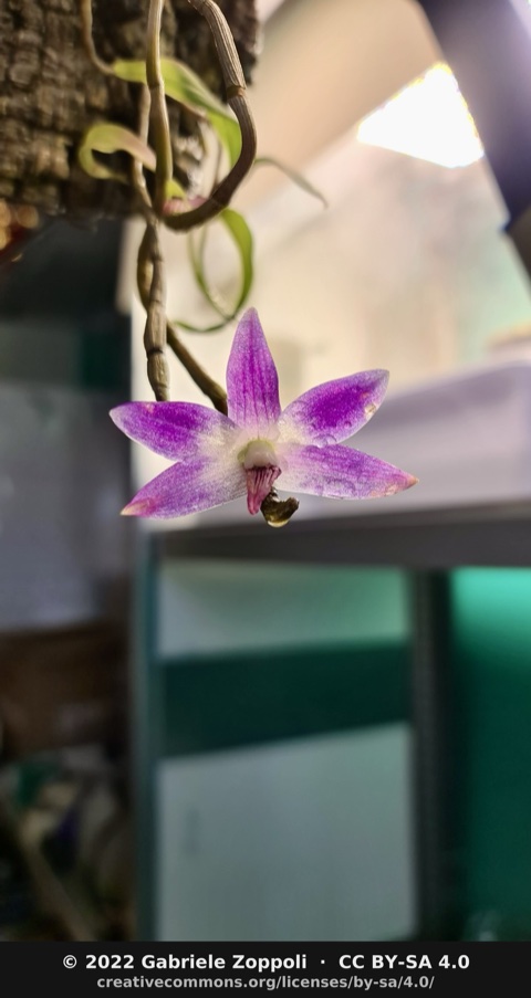 Dendrobium victoriae-reginae