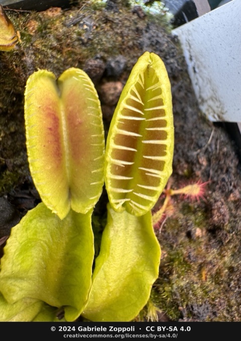 Dionaea muscipula 'Alien'