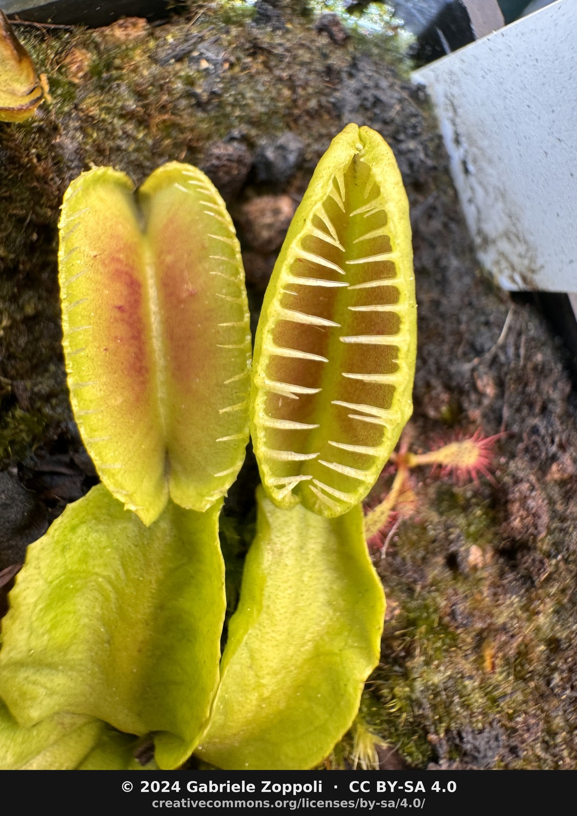 Dionaea muscipula Alien