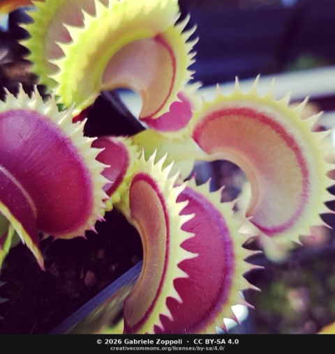 Dionaea muscipula 'Dracula'