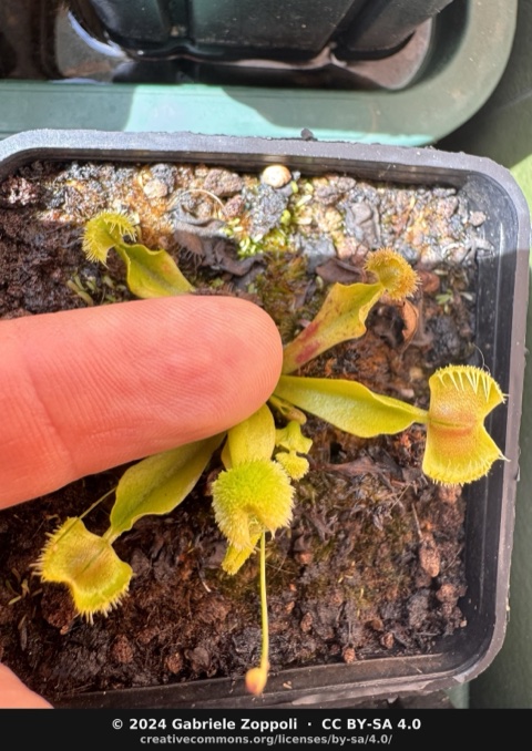 Dionaea muscipula Pom Pom