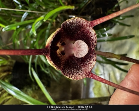 Dracula pholeodytes