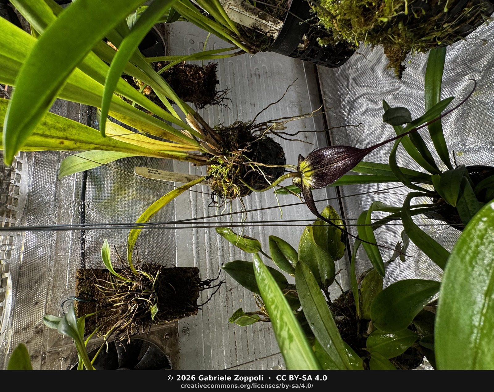 Hung in the lower right of the highland cabinet — flower at the right, *Heliamphora* roots above, neighbours all around. Reflective backing behind.
