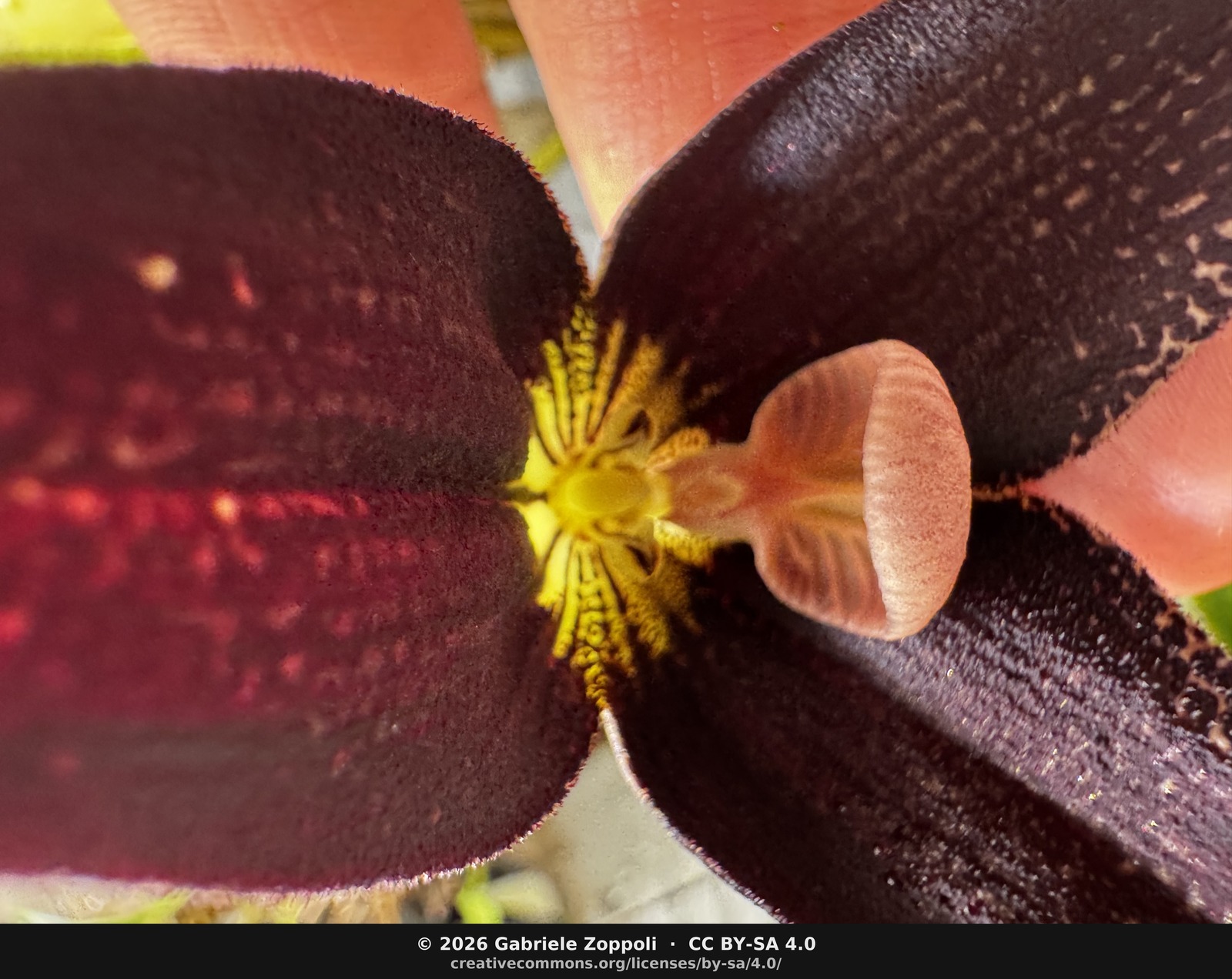 Column close-up. Yellow gilled ring inside the cup, pink mushroom-cap labellum. Inverted-leopard yellow papillae visible at the sepal base — bright flecks on a dark field, on all three sepals.