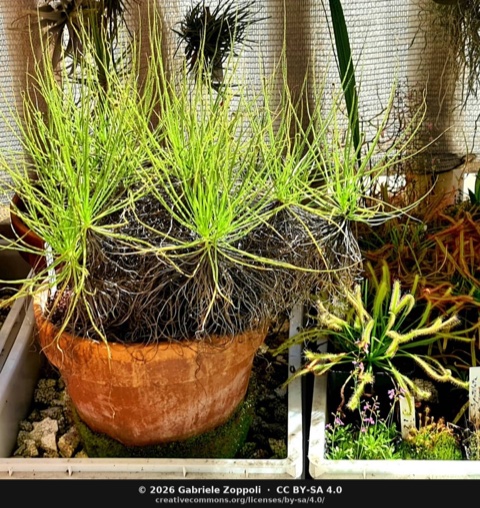 Drosophyllum lusitanicum