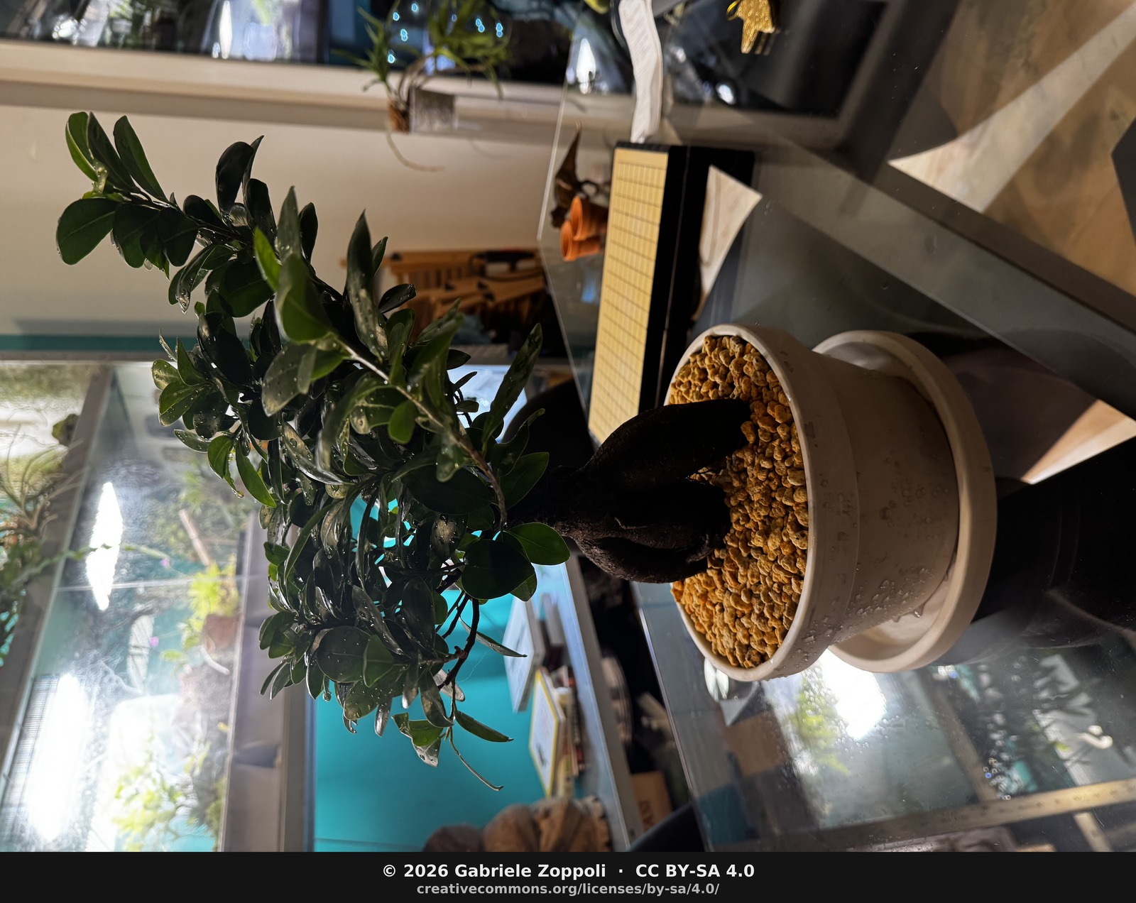 Ficus microcarpa