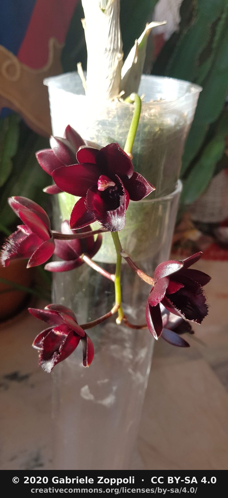 Fredclarkeara After Dark