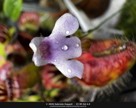 Genlisea africana