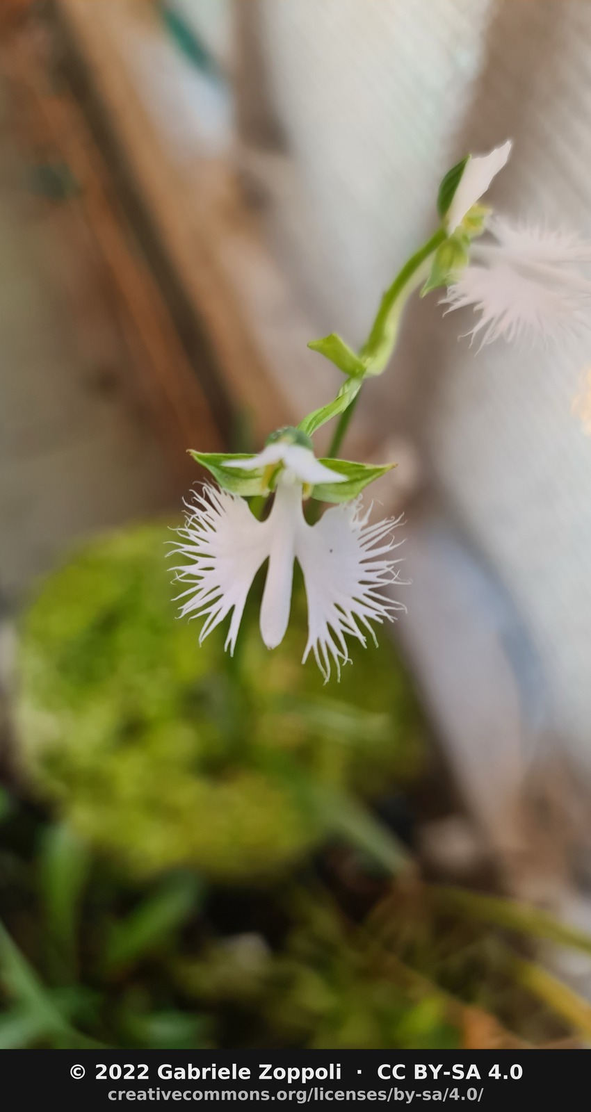 Habenaria radiata