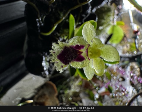 Haraella retrocalla