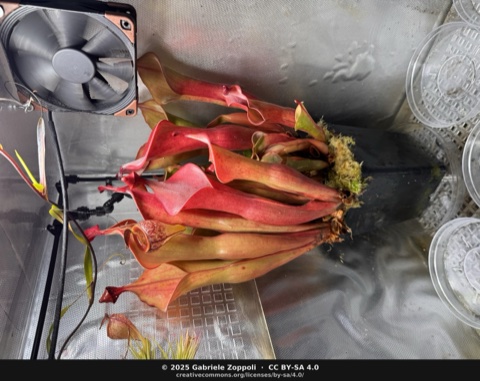 Heliamphora 'Godzilla'