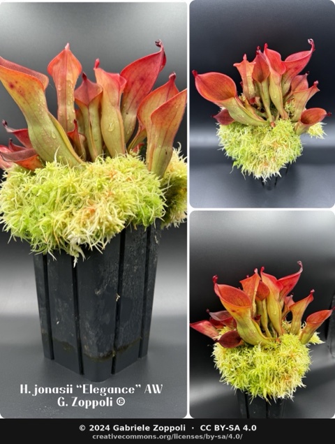 Heliamphora ionasi 'Elegance'