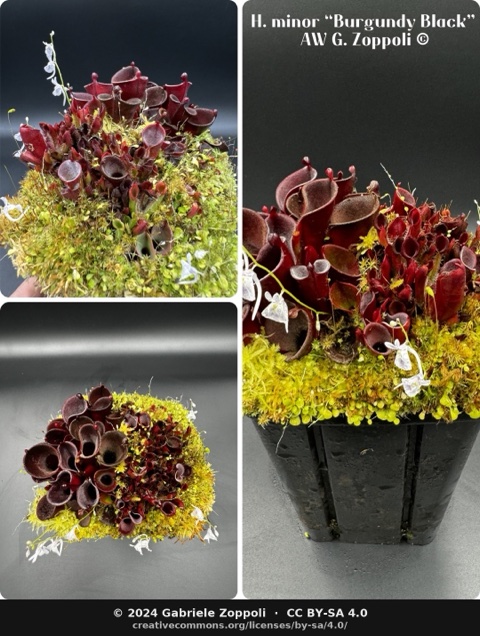 Heliamphora minor 'Burgundy Black'