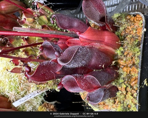 Heliamphora minor var. pilosa (Auyan) Clone 3