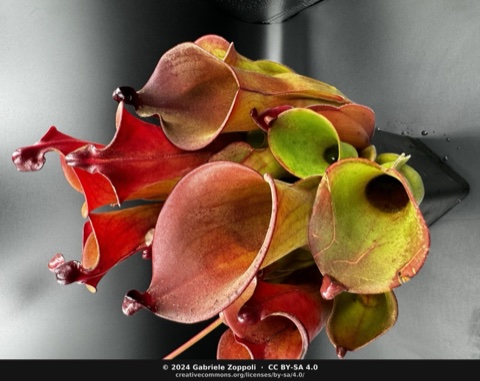Heliamphora purpurascens × ionasii (Red Giant)