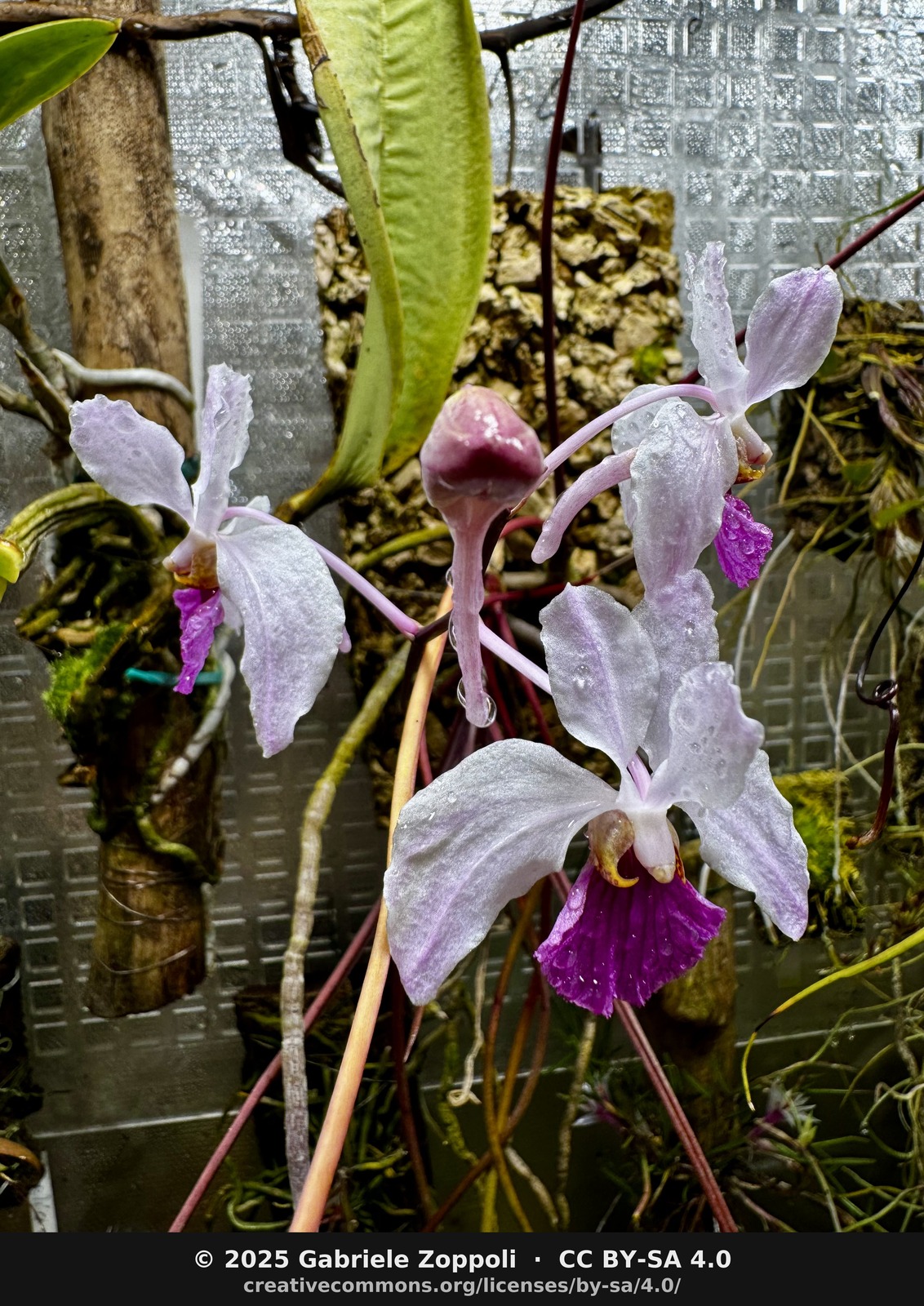 Holcoglossum amesianum