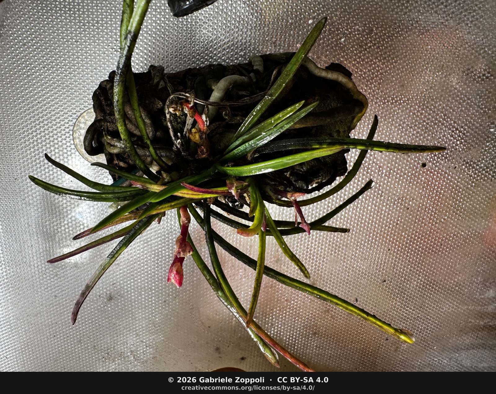 Holcoglossum flavescens