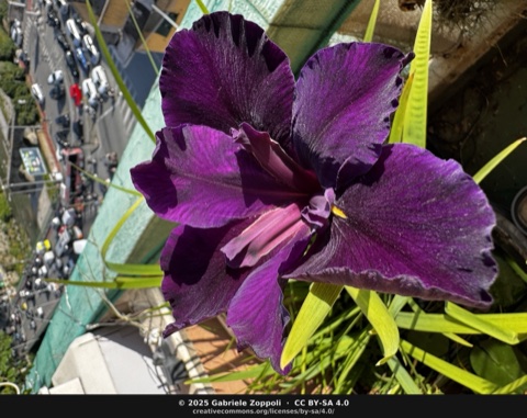 Iris louisiana 'Bout Midnight'